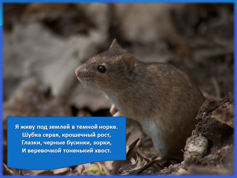 Я живу под землей в темной норке. Шубка серая, крошечный рост, Глазки, черные бусинки,